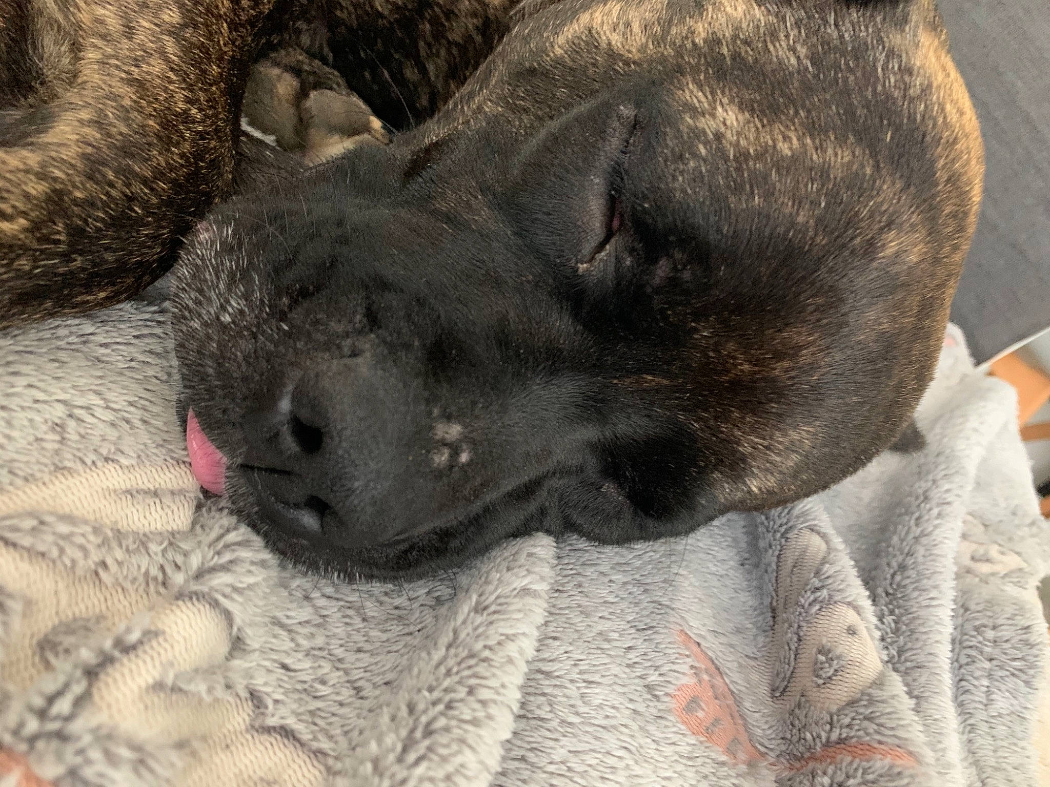 Prunille participe au concours pour gagner de l'argent avec cette photo : canidae, carnivore, claw, comfort, dog, dog_breed, fawn, felidae, fur, grey, nap, non_sporting_group, paw, sporting_group, terrestrial_animal, whiskers, working_animal