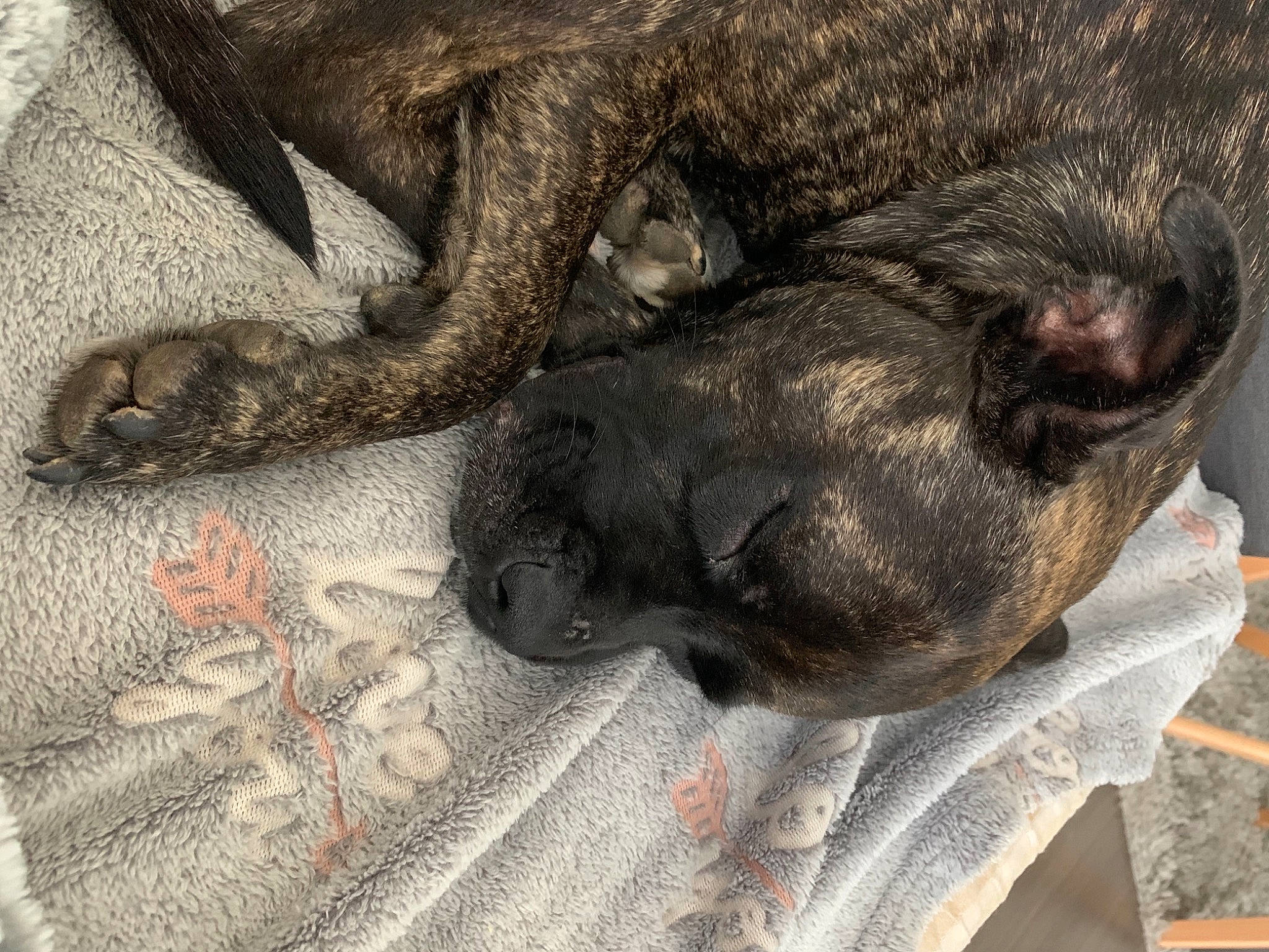 Prunille participe au concours pour gagner de l'argent avec cette photo : carnivore, claw, comfort, companion_dog, dog, dog_breed, fawn, fur, grey, liver, nap, paw, sleep, snout, sporting_group, tail, terrestrial_animal, whiskers, wildlife, working_animal