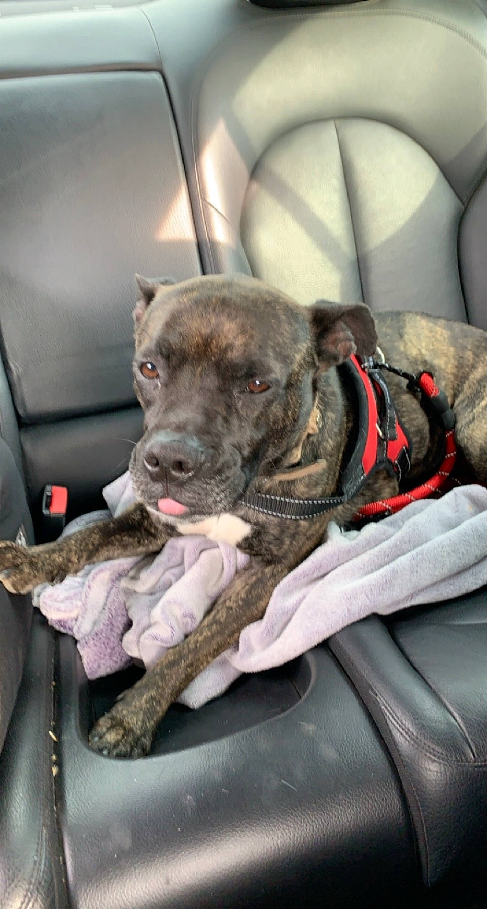 Prunille participe au concours pour gagner de l'argent avec cette photo : auto_part, canidae, car, carnivore, collar, comfort, companion_dog, dog, dog_breed, dog_collar, dog_supply, fawn, grey, guard_dog, leash, motor_vehicle, snout, sporting_group, whiskers, working_animal