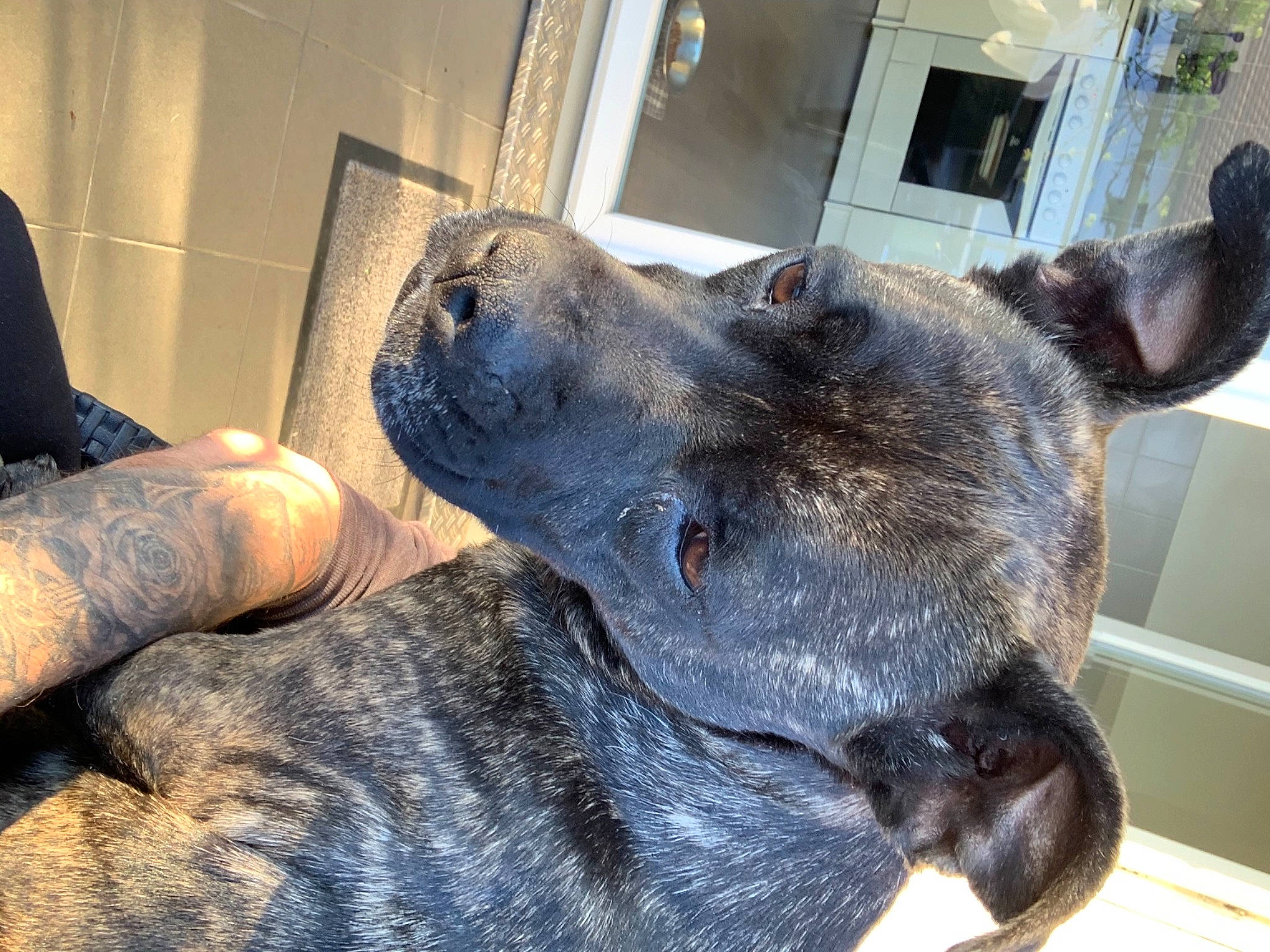 Prunille a rejoint le concours — aidez-le/la à gagner de superbes lots ! canidae, carnivore, collar, companion_dog, dog, dog_breed, ear, fawn, fur, guard_dog, non_sporting_group, plant, snout, sporting_group, terrestrial_animal, whiskers, working_animal, working_dog