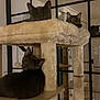 Tigrwis a rejoint le concours — aidez-le/la à gagner de superbes lots ! cat, cats, cat_tree, feline, pets, indoor, cozy, curious, plush, mirror, reflection, multi_level, playful, eyes, ears, wood, home_interior, furniture, brown, beige