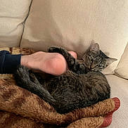 Kısmet participe au concours pour gagner de l'argent avec cette photo : cat, tabby_cat, blanket, couch, foot, human, cozy, indoor, pet, fur, relaxing, sleepy, snuggling, comfort, domestic_animal, animal, feline, paw, resting, soft