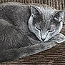 Storm is registered to the contest to win money with this photo: cat, gray_cat, pet, feline, resting, curled_up, sleepy, indoor, texture, fabric, close_up, animal, mammal, whiskers, ears, tail, fur, domestic, quiet, relaxed