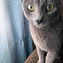 Storm is registered to the contest to win money with this photo: cat, gray_cat, close_up, green_eyes, whiskers, curious, indoor, feline, pet, sitting, texture, fabric, curtain, soft_light, portrait, animal, domestic_cat, furry, cute, mammal