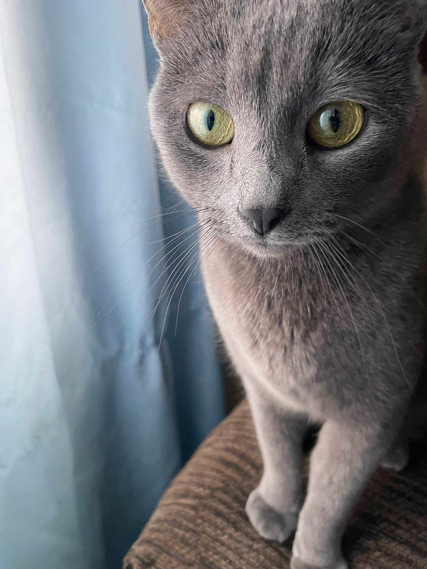 Storm is registered to the contest to win money with this photo: cat, gray_cat, close_up, green_eyes, whiskers, curious, indoor, feline, pet, sitting, texture, fabric, curtain, soft_light, portrait, animal, domestic_cat, furry, cute, mammal