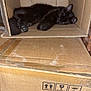 Lua joined the competition — help win amazing prizes! animal, black_cat, box, cardboard, cardboard_box, cat, cozy, cute, domestic_animal, feline, fragile_label, indoor, pet, quiet, relaxed, resting, sleeping, small_space, stacked_boxes, taped_box