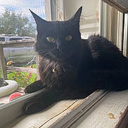 Lua joined the competition — help win amazing prizes! black_cat, cat, pet, windowsill, window_screen, indoor, animal, feline, green_eyes, collar, bell, resting, fur, daylight, wood, outside_view, nature, quiet, domestic_cat, curious