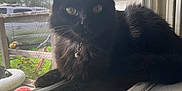 Lua joined the competition — help win amazing prizes! animal, bell, black_cat, cat, collar, curious, daylight, domestic_cat, feline, fur, green_eyes, indoor, nature, outside_view, pet, quiet, resting, window_screen, windowsill, wood