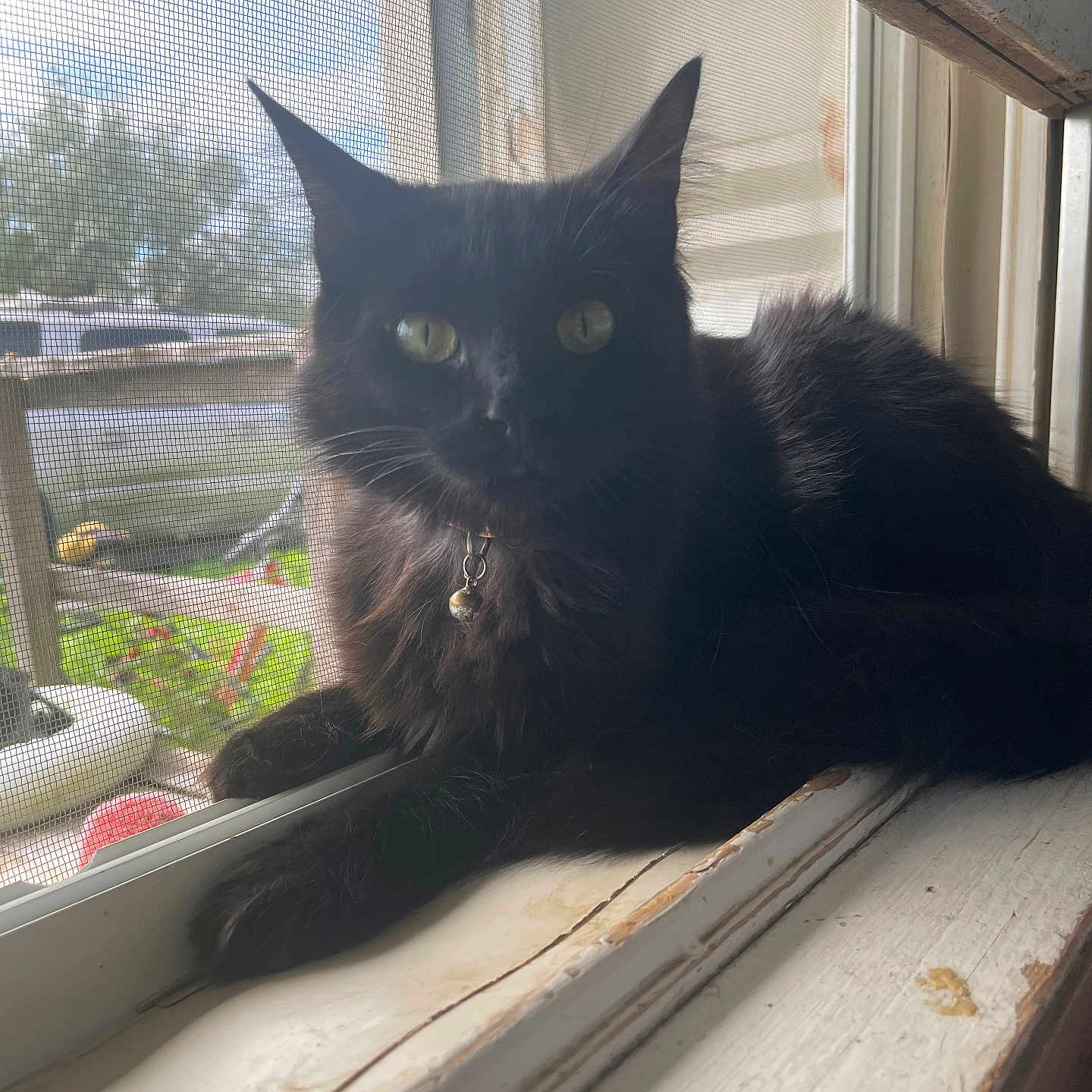 Lua joined the competition — help win amazing prizes! animal, bell, black_cat, cat, collar, curious, daylight, domestic_cat, feline, fur, green_eyes, indoor, nature, outside_view, pet, quiet, resting, window_screen, windowsill, wood