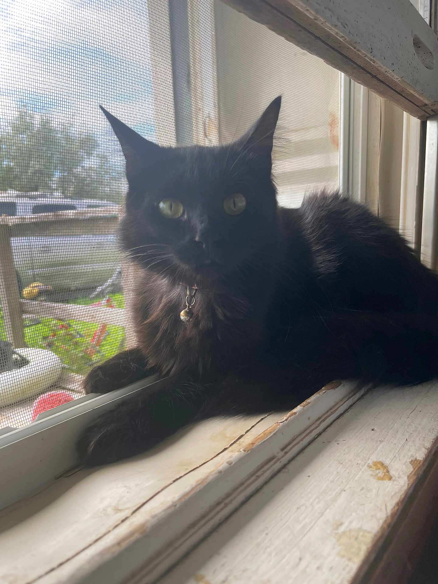 Lua joined the competition — help win amazing prizes! black_cat, cat, pet, windowsill, window_screen, indoor, animal, feline, green_eyes, collar, bell, resting, fur, daylight, wood, outside_view, nature, quiet, domestic_cat, curious