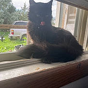 Lua is registered to the contest to win money with this photo: animal, black_cat, cat, curled_up, daylight, domestic_animal, furry, greenery, indoor, licking, outdoor_view, pet, relaxed, screen, tongue_out, truck, vehicle, window, windowsill, wooden_windowsill