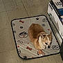 Zoey is registered to the contest to win money with this photo: bone_pattern, book, box, brown_dog, chihuahua, corner, dog, floor, home, indoor, looking_down, paw_print, pet_mat, quiet, shadow, sitting, small_dog, star_pattern, tile_floor, white_dog