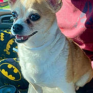 Zoey is registered to the contest to win money with this photo: dog, small_dog, tan_and_white_fur, happy, inside_car, batman_seat_cover, sunlight, pet, canine, closeup, sitting, collar, smiling, domestic_animal, vehicle_interior, fur, bright_eyes, cute, companion, comfortable