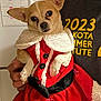 Zoey is registered to the contest to win money with this photo: animal, celebration, chihuahua, clothing, costume, cute, dog, expression, face, festive, hand, holiday_outfit, indoor, person_holding, pet, portrait, red_dress, small_dog, snowflake_pattern, white_trim