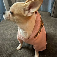 Zoey joined the competition — help win amazing prizes! animal, blurred_face, chihuahua, companion, couch, curtains, cute, dog, domestic_animal, ears, furniture, indoor, looking_away, paws, pet_clothing, pink_sweater, sequins, short_hair, small_dog, standing