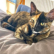 Misha joined the competition — help win amazing prizes! cat, tortoiseshell, pet, animal, feline, indoor, cushion, gray, resting, fur, whiskers, ears, eyes, tail, comfort, household, cozy, relaxed, portrait, closeup