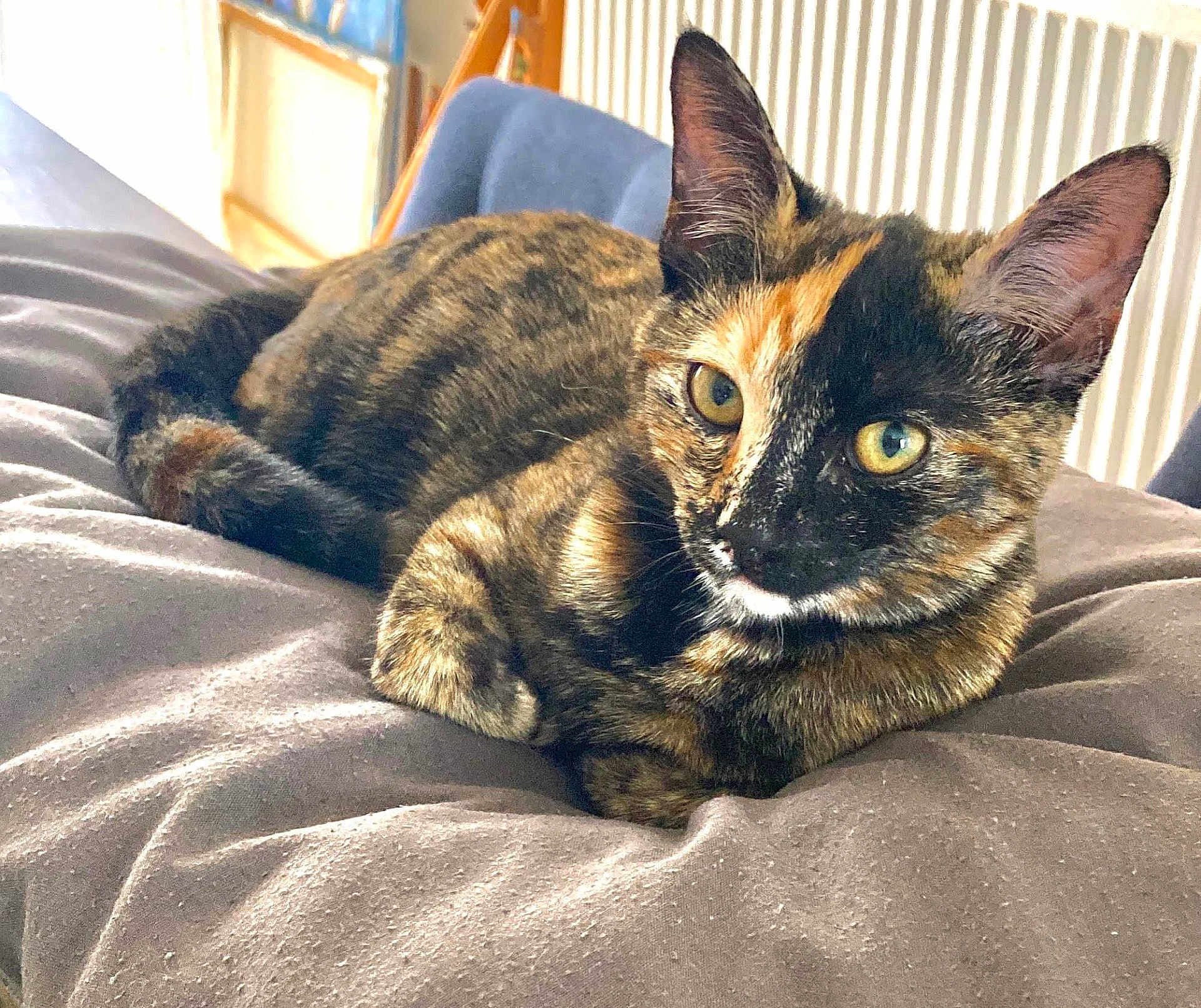 Misha joined the competition — help win amazing prizes! cat, tortoiseshell, pet, animal, feline, indoor, cushion, gray, resting, fur, whiskers, ears, eyes, tail, comfort, household, cozy, relaxed, portrait, closeup