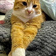 Lea is registered to the contest to win money with this photo: cat, orange_cat, white_paws, stretching, relaxed, cozy, blanket, knitted_blanket, indoor, feline, pet, fur, whiskers, closeup, resting, cute, animal, tabby, soft, comfort