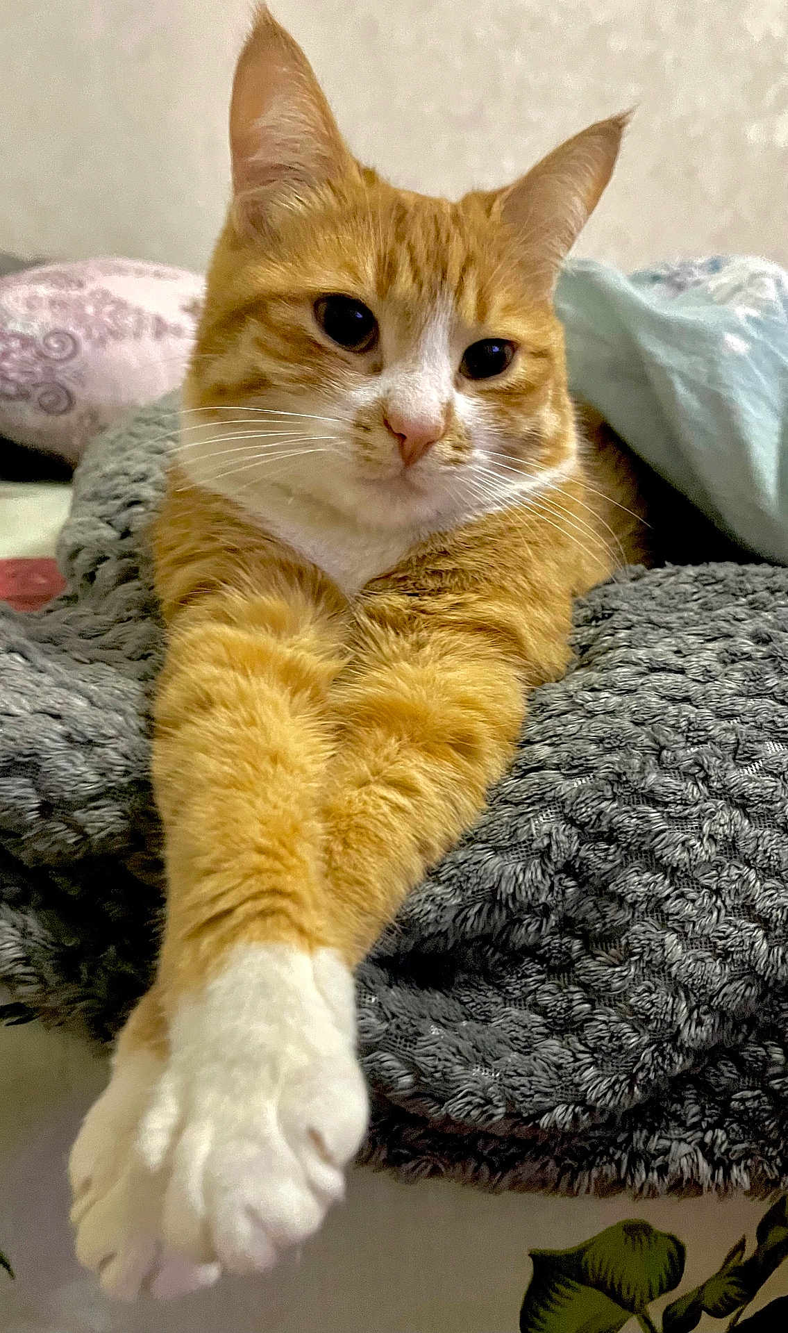Lea is registered to the contest to win money with this photo: cat, orange_cat, white_paws, stretching, relaxed, cozy, blanket, knitted_blanket, indoor, feline, pet, fur, whiskers, closeup, resting, cute, animal, tabby, soft, comfort