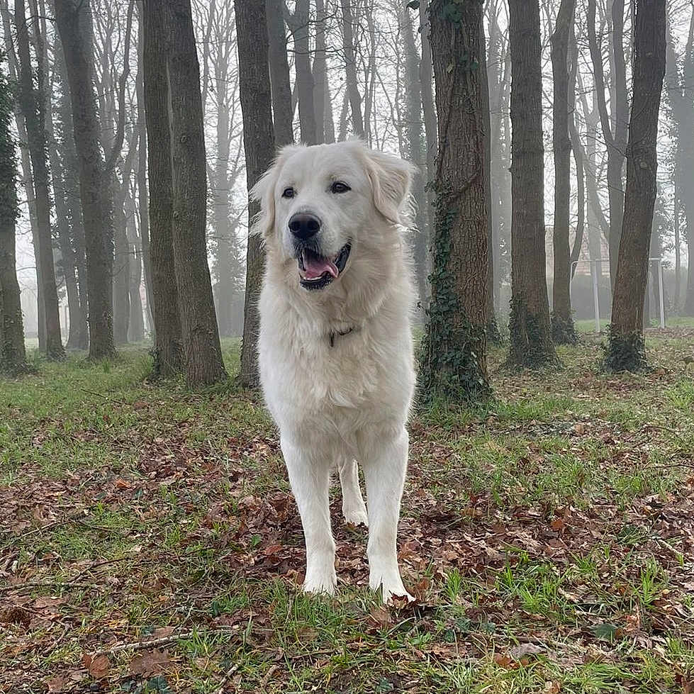 Rubis participe au concours pour gagner de l'argent avec cette photo : animal, canine, collar, daylight, dog, fog, forest, fur, grass, leaves, mist, nature, outdoor, pet, quiet, season_winter, standing, trees, white_dog, woods