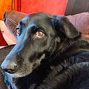 Naya a rejoint le concours — aidez-le/la à gagner de superbes lots ! amber_eyes, black_coat, black_dog, canine, close_up, couch, cozy, dog, fur, home_interior, indoor, muzzle, pet, pillow, portrait, red_wall, relaxed, side_eye, whiskers, wood_panel