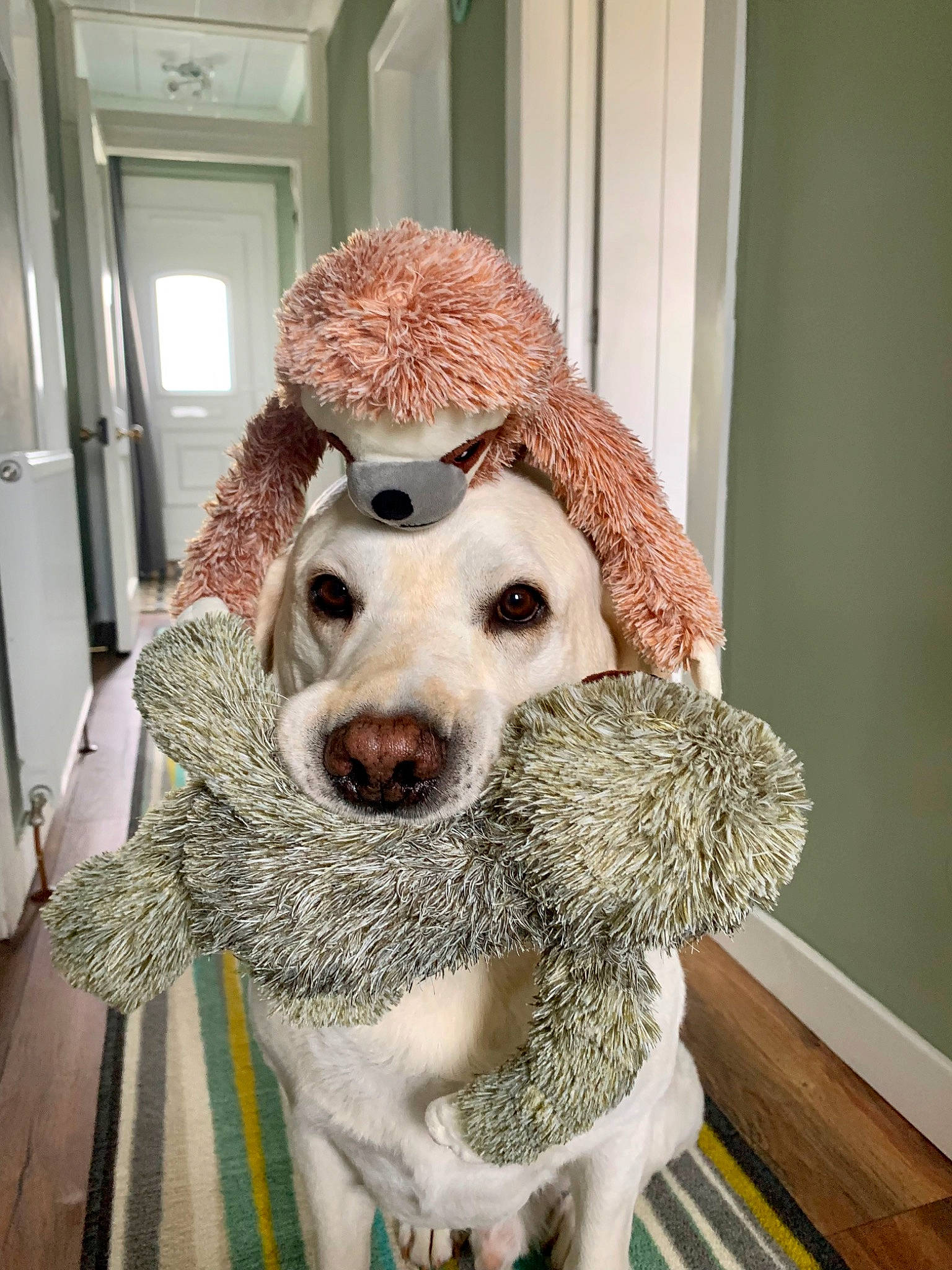 Harley is registered to the contest to win money with this photo: canidae, carnivore, collar, companion_dog, dog, dog_breed, dog_collar, fawn, fur, headgear, labradoodle, leash, room, snout, sporting_group, standard_poodle, stuffed_toy, toy, toy_dog, working_animal