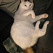 Kevin is registered to the contest to win money with this photo: animal, cat, couch, cozy, curious, domestic, ears, feline, fur, ginger_tail, indoor, looking, lying_down, paws, pet, plaid_cloth, relaxed, resting, whiskers, white_cat