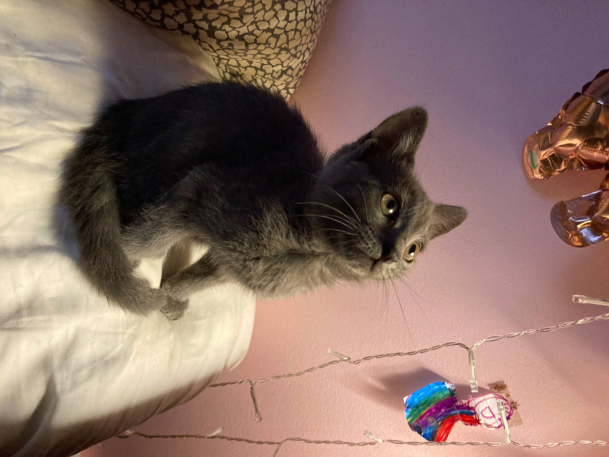 Tokyo joined the competition — help win amazing prizes! carnivore, cat, claw, domestic_short_haired_cat, ear, european_shorthair, felidae, fur, kitten, norwegian_forest_cat, paw, polydactyl_cat, sky, small_to_medium_sized_cats, tabby_cat, tail, whiskers