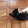 Louna a rejoint le concours — aidez-le/la à gagner de superbes lots ! cat, black_cat, pet, animal, indoor, floor, tile_floor, teracotta, green_eyes, feline, fur, resting, laying_down, looking_up, curious, tongue_out, domestic_cat, cute, fluffy, sunlight