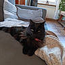 cat, black_cat, fluffy, pet, animal, indoor, sofa, blanket, cushion, living_room, furniture, window, plant, floor, relaxing, cozy, cute, domestic, fur, resting