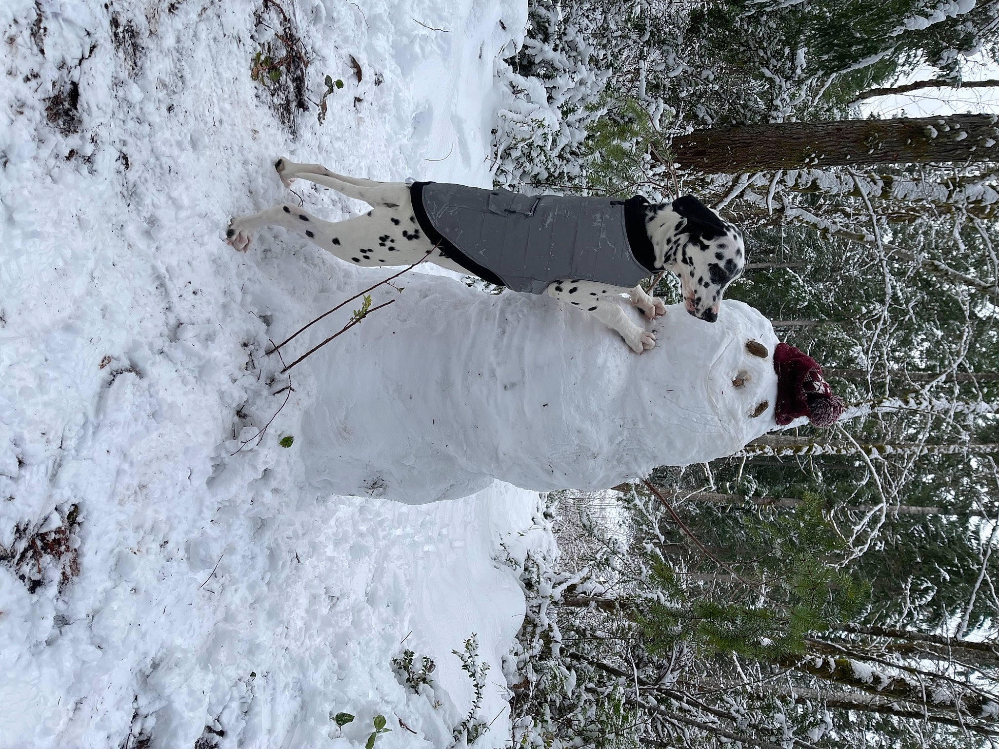 Rugar is registered to the contest to win money with this photo: art, event, freezing, frost, glove, ice_cap, plant, recreation, slope, snow, tree, twig, winter, winter_storm