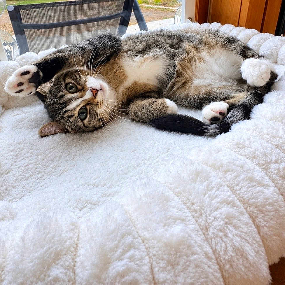Oliver is registered to the contest to win money with this photo: cat, tabby, white_paws, fluffy, fur, pet, animal, lying_down, upside_down, playful, relaxed, wide_eyes, whiskers, pink_nose, blanket, bed, cozy, indoor, window, sunlight