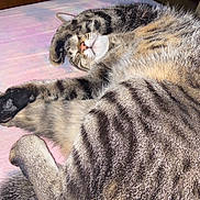 Opus joined the competition — help win amazing prizes! animal, bed, cat, closeup, cozy, cute, fur, indoor, mammal, nose, paw, peaceful, pet, relaxed, resting, sleeping, soft, striped, tabby, whiskers