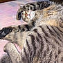 animal, bed, cat, closeup, cozy, cute, fur, indoor, mammal, nose, paw, peaceful, pet, relaxed, resting, sleeping, soft, striped, tabby, whiskers