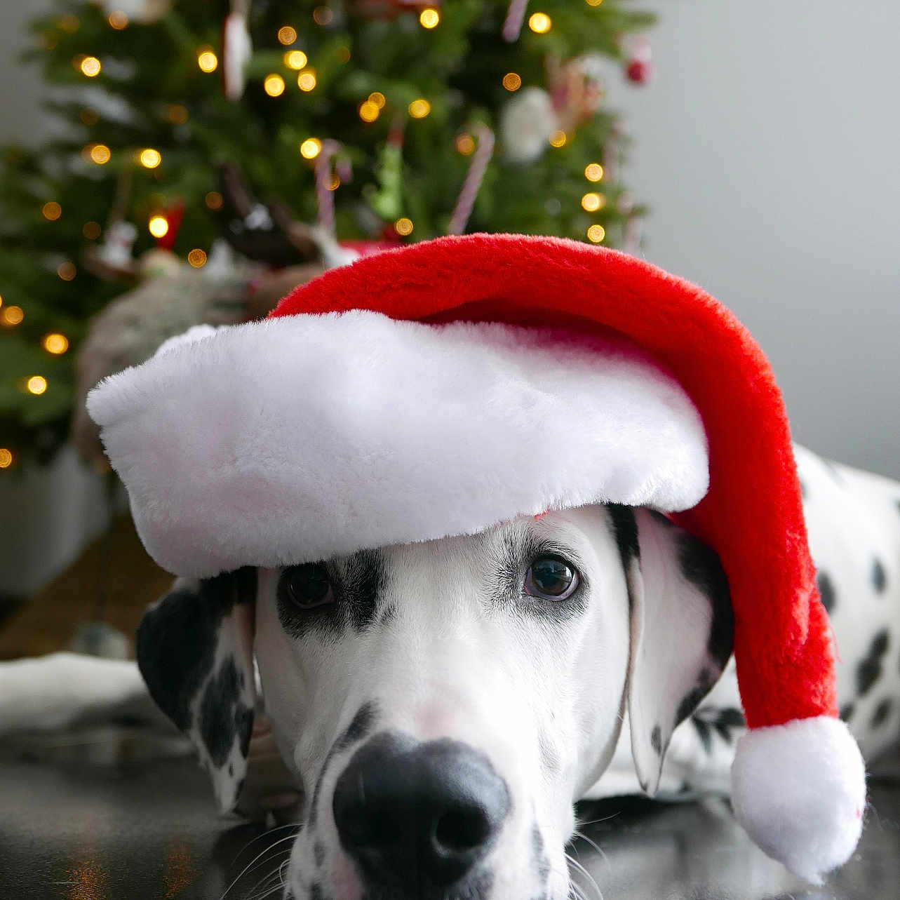 Sherlock participe au concours pour gagner de l'argent avec cette photo : animal, beagle, bulldog, canine, christmas, christmasdecorations, christmastree, dalmatian, dog, festival, fir, hound, husky, labradorretriever, pet, plant, pointer, puppy, tree, whitedog
