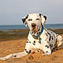 Sherlock participe au concours pour gagner de l'argent avec cette photo : animal, beach, black_spots, canine, coast, collar, dalmatian, dog, lying_down, mammal, nature, outdoor, pet, portrait, relaxed, sand, sea, summer, sunlight, white
