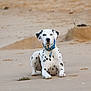 Sherlock participe au concours pour gagner de l'argent avec cette photo : animal, beach, canine, collar, dalmatian, daytime, dog, fur, mammal, muzzle, nature, outdoor, paw, pet, quiet, relaxed, sand, sitting, spotted, wildlife