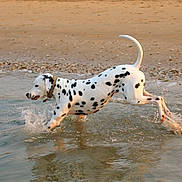 Sherlock participe au concours pour gagner de l'argent avec cette photo : animal, beach, canine, collar, dalmatian, dog, fun, motion, nature, outdoor, pet, playful, running, sand, shore, splashing, spot, summer, water, wet