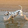 animal, beach, canine, collar, dalmatian, dog, fun, motion, nature, outdoor, pet, playful, running, sand, shore, splashing, spot, summer, water, wet