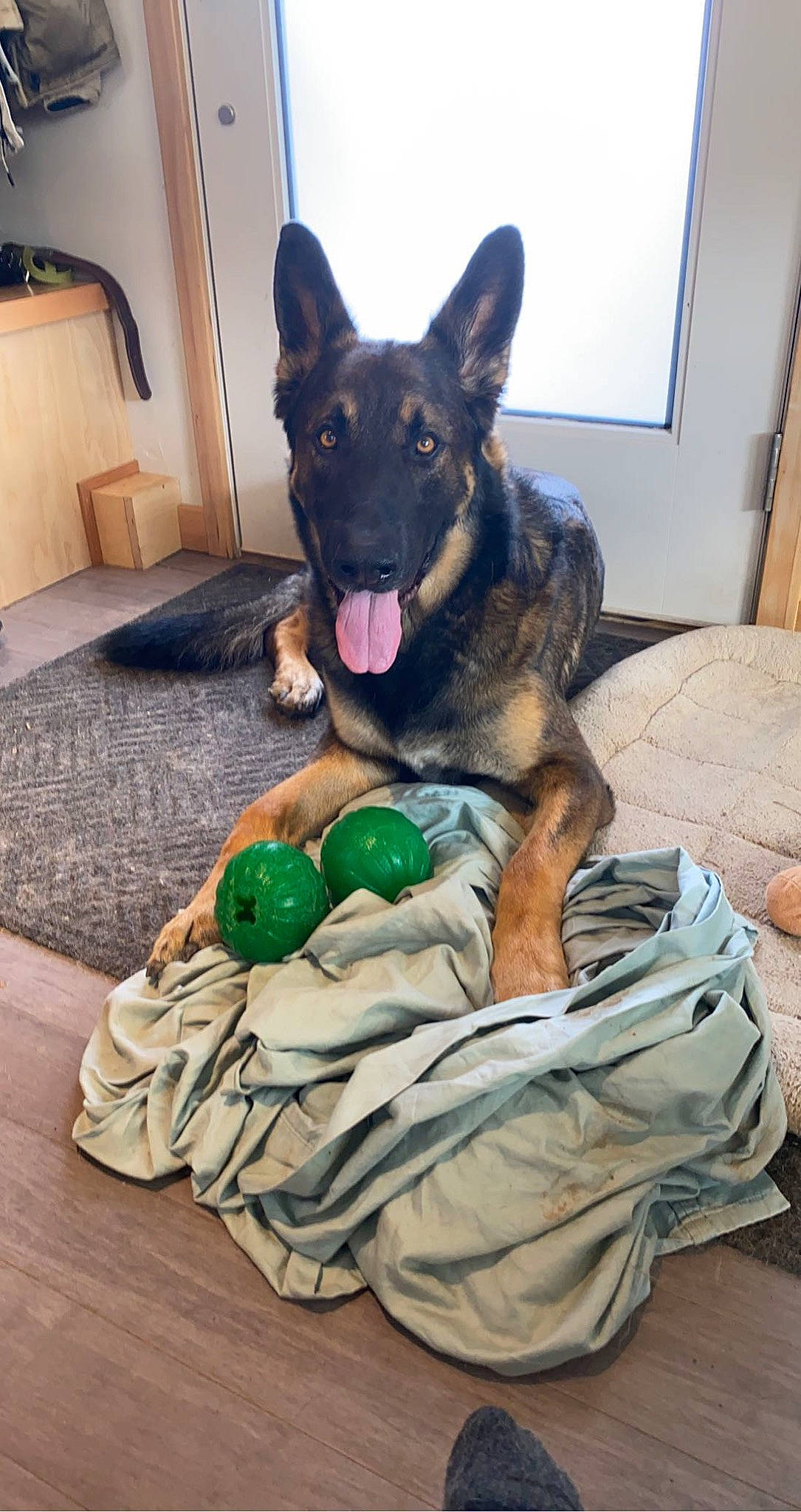 Cola is registered to the contest to win money with this photo: cabinetry, carnivore, comfort, companion_dog, dog, dog_breed, dog_supply, east_european_shepherd, fawn, flooring, fur, german_shepherd_dog, guard_dog, herding_dog, king_shepherd, old_german_shepherd_dog, sitting, snout, sporting_group, wood