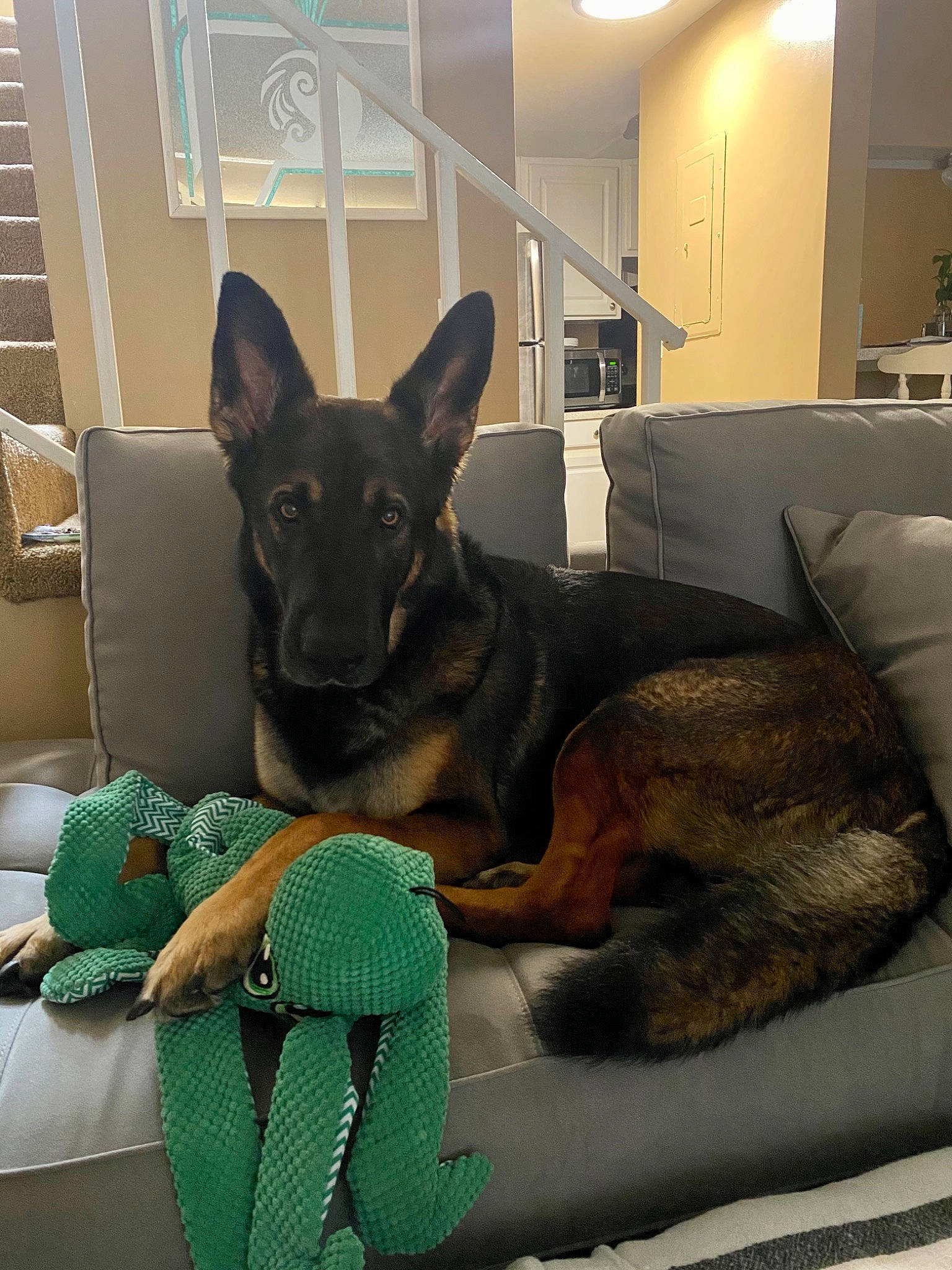 Cola is registered to the contest to win money with this photo: carnivore, comfort, companion_dog, dog, dog_breed, dog_supply, ear, fawn, flooring, fur, guard_dog, mammal, paw, snout, sporting_group, toy_dog, whiskers, window, working_animal, working_dog