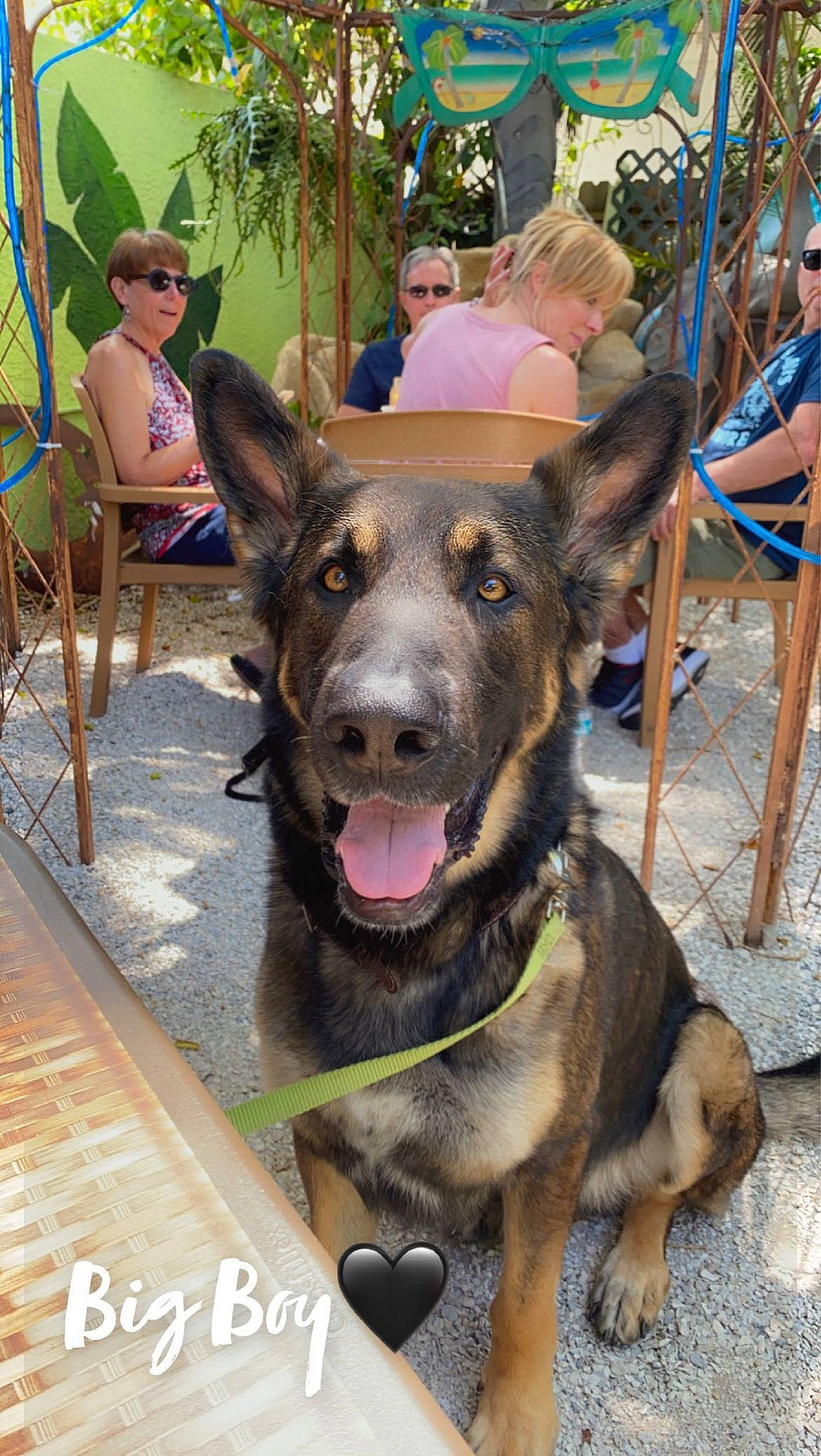 Cola joined the competition — help win amazing prizes! carnivore, chair, collar, companion_dog, dog, dog_breed, dog_collar, fawn, fedora, goggles, hat, leash, leisure, plant, shorts, snout, sunglasses, tree, vertebrate, working_animal