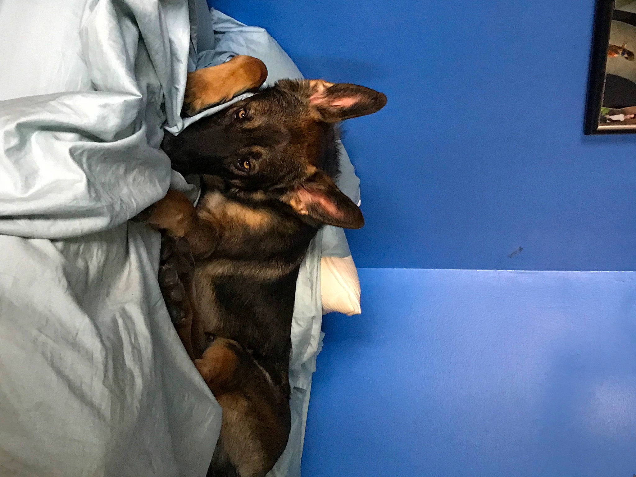 Cola joined the competition — help win amazing prizes! bat, carnivore, comfort, companion_dog, dog, dog_breed, ear, electric_blue, fawn, felidae, fur, gesture, linens, picture_frame, sleeve, snout, sporting_group, toy_dog, whiskers, working_animal