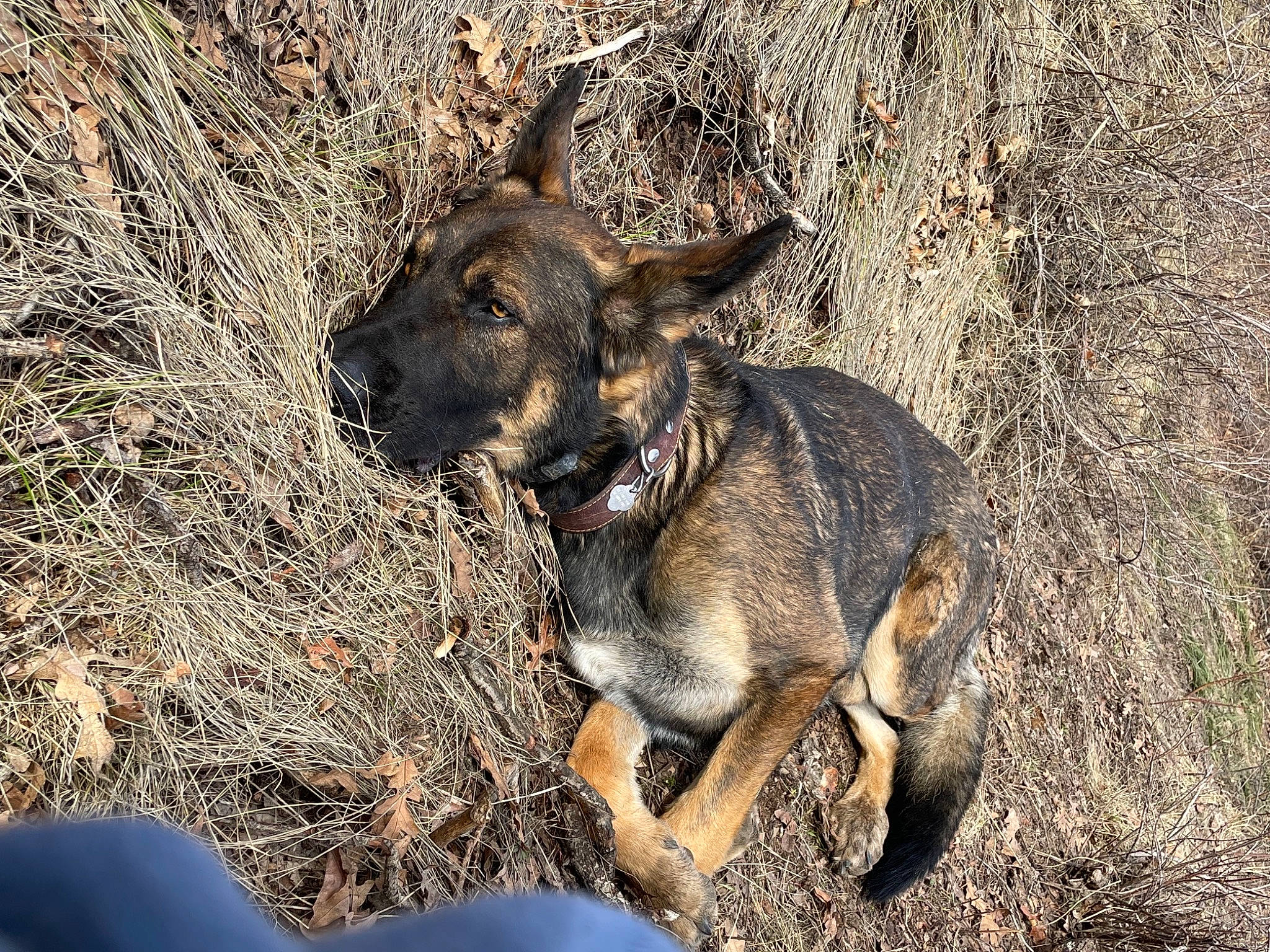 Cola is registered to the contest to win money with this photo: carnivore, dog, dog_breed, fawn, fur, goats, grass, livestock, marsupial, organism, paw, snout, soil, sporting_group, tail, terrestrial_animal, wallaby, wildlife, working_animal