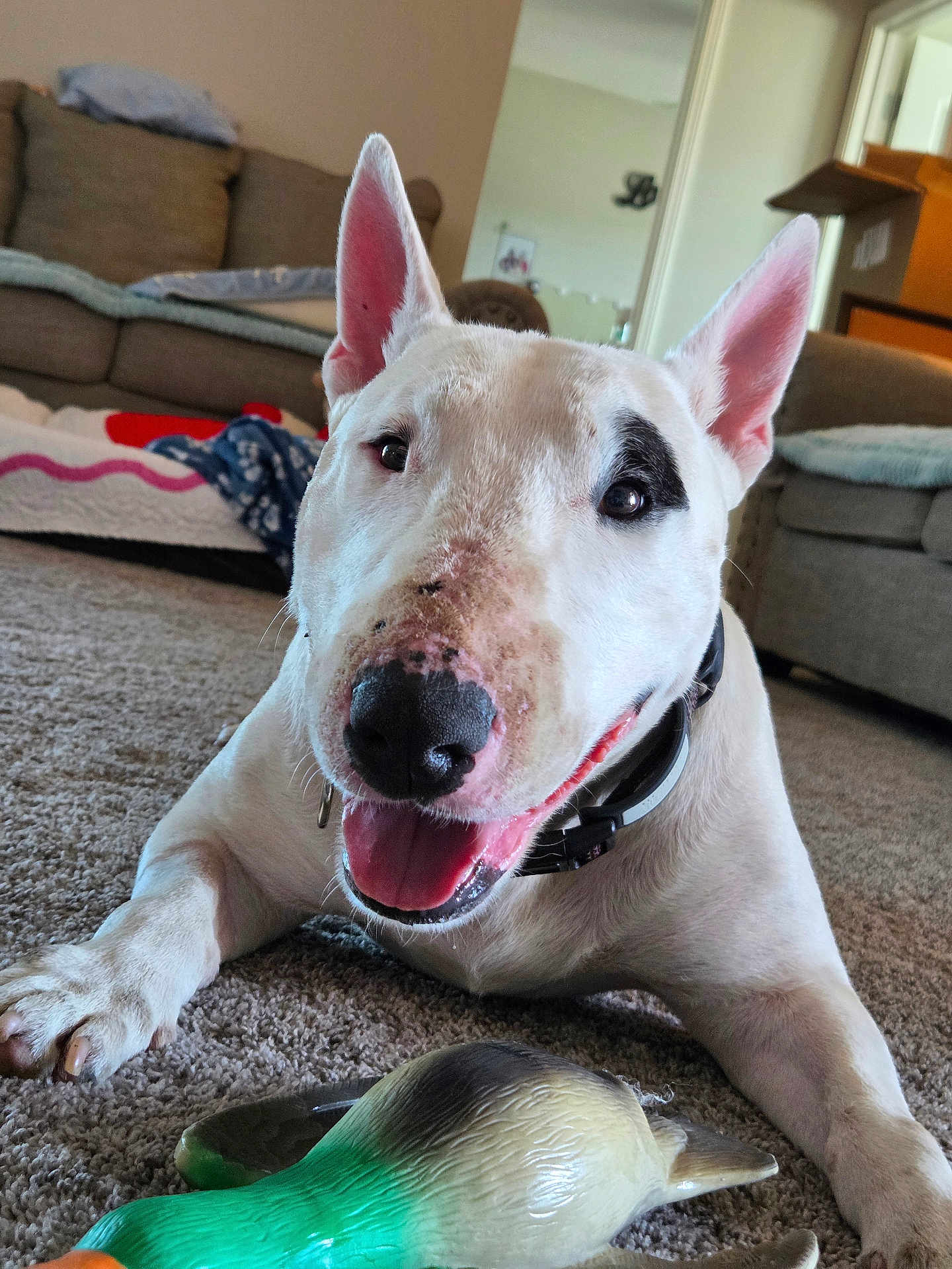 Titan joined the competition — help win amazing prizes! animal, black_patch, blanket, cardboard_box, carpet, collar, couch, dog, ears_up, happy, house, indoor, living_room, paw, pet, playful, smiling, tongue_out, toy_duck, white_dog