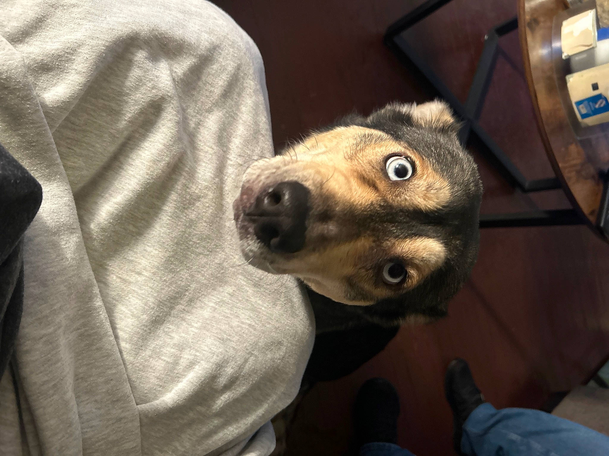 Coco is registered to the contest to win money with this photo: canidae, carnivore, companion_dog, dog, dog_breed, ear, fawn, fur, jaw, metal, non_sporting_group, personal_protective_equipment, selfie, snout, sporting_group, terrestrial_animal, whiskers, working_animal