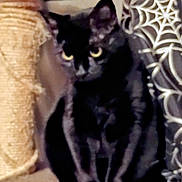 Lilith joined the competition — help win amazing prizes! black_cat, cat_tree, cat, indoor, curtain, spiderweb_pattern, pet, feline, animal, sitting, furniture, home, yellow_eyes, looking, cute, cozy, soft_lighting, domestic_cat, furry, resting