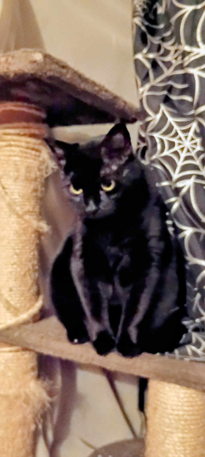 Lilith joined the competition — help win amazing prizes! black_cat, cat_tree, cat, indoor, curtain, spiderweb_pattern, pet, feline, animal, sitting, furniture, home, yellow_eyes, looking, cute, cozy, soft_lighting, domestic_cat, furry, resting