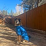dog, pet, animal, canine, fluffy, long_hair, blue_shirt, clothed_dog, sitting, portrait, outdoor, backyard, wooden_fence, trees, pine_trees, blue_sky, sunlight, shadows, ground, funny