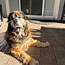 Tobey is registered to the contest to win money with this photo: dog, fluffy, large_dog, brown_fur, white_fur, black_fur, long_hair, lying_down, paws, tail, outdoor, patio, sunlight, shadow, house, door, window, doormat, portrait, pet